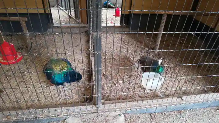 田中神社の動物