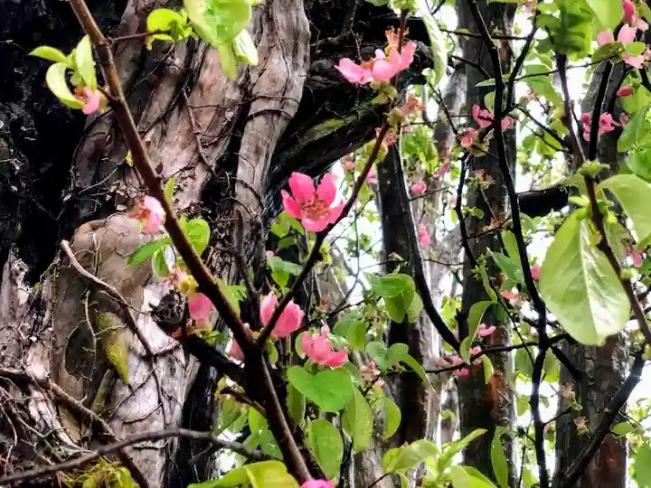 八代神社の自然