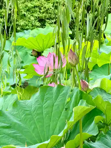 東寺（教王護国寺）(京都府)