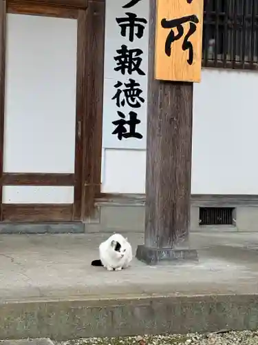 今市報徳二宮神社の動物