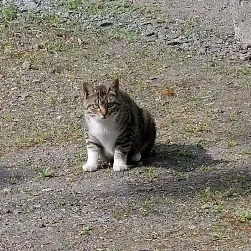 一本木稲荷神社の動物