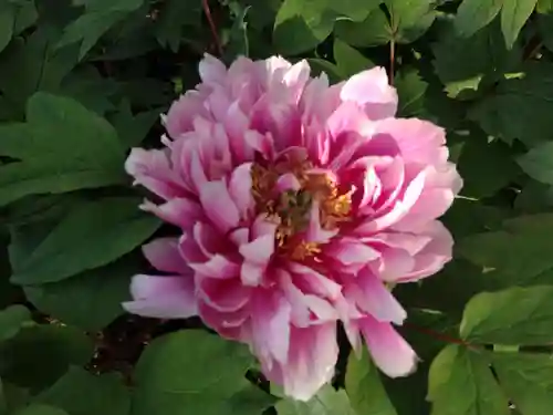 少林寺(埼玉県)