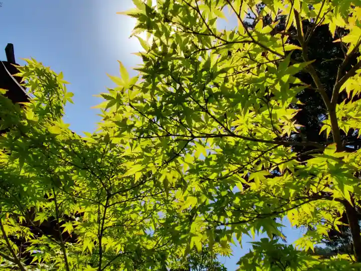 天台宗 五大山 白毫寺の自然