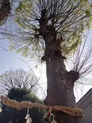 川越八幡宮(埼玉県)