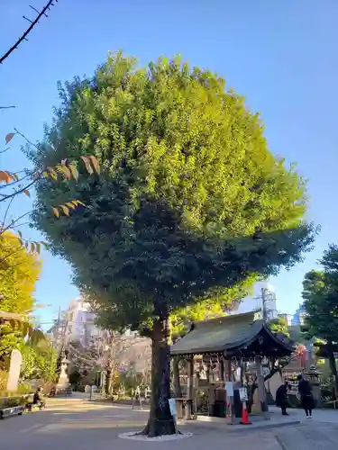 鳩森八幡神社の自然