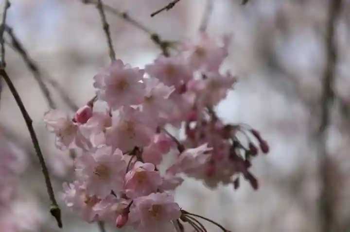 勝持寺(花の寺)(京都府)