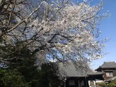 海蔵寺(東京都)