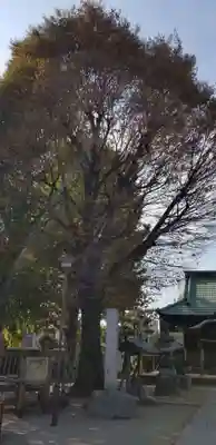 小岩田天祖神社の自然
