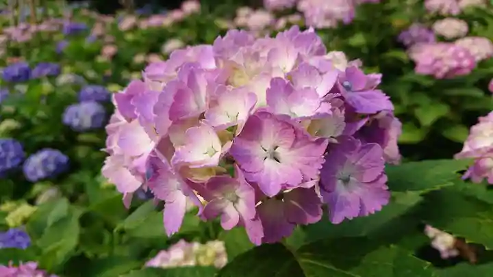 白山神社の自然