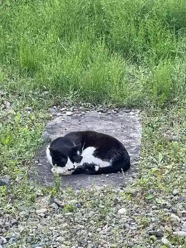 白金氷川神社の動物
