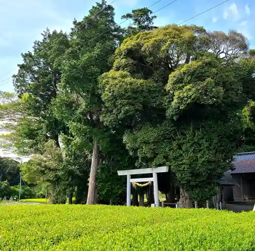 矢多神社の鳥居