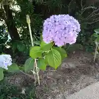 石内のお大師さん 金剛院の自然