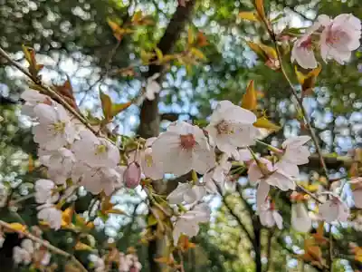 日本唯一香辛料の神 波自加彌神社の自然