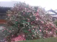 地蔵院(椿寺)の自然