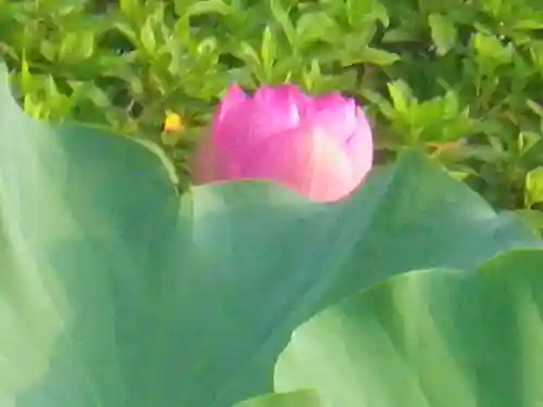 鶴岡八幡宮の自然