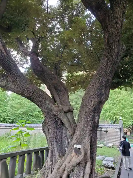 湯島聖堂の自然