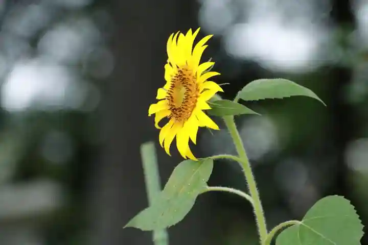 阿久津「田村神社」(郡山市阿久津町)旧社名:伊豆箱根三嶋三社の自然