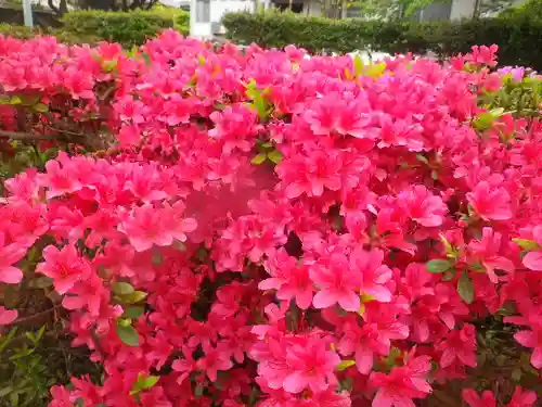 鶴岡八幡宮の自然