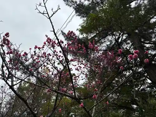 長浜八幡宮の自然