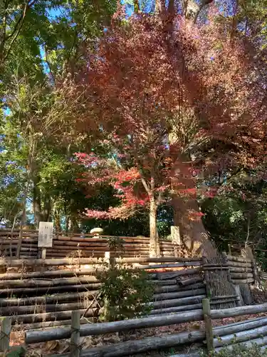 平塚八幡宮の自然