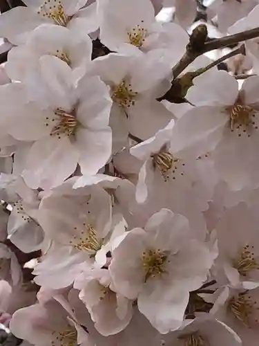 荒井神社の自然