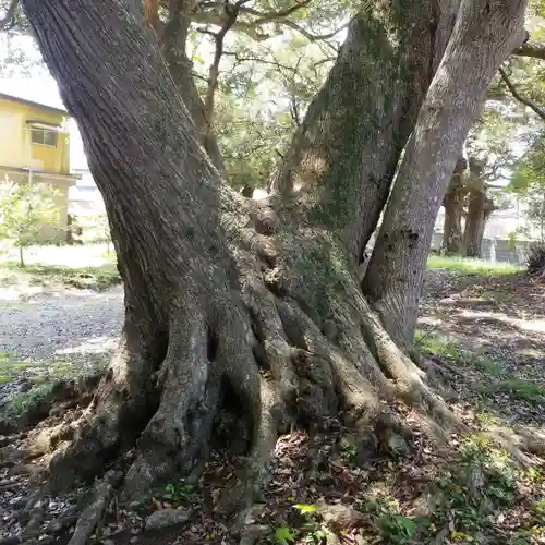 水神社の自然