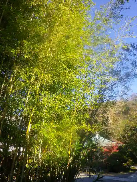 浄光明寺の自然