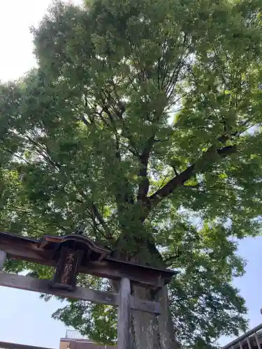 浅間神社の{uncategorized: "未分類", other: "その他", undefined: "問題あり", building: "その他建物", grave: "お墓", sacred_gate: "鳥居", guardian: "狛犬", statue: "像", buddha: "仏像", history: "歴史", nature: "自然", garden: "庭園", animal: "動物", pagoda: "塔", temizu: "手水舎", mountain_gate: "山門・神門", sanctuary: "本殿・本堂", subordinate: "末社・摂社", art: "芸術", scenery: "景色", jizo: "地蔵", ema: "絵馬", goshuin: "御朱印", omikuji: "おみくじ", items: "授与品その他", amulet: "お守り", goshuincho: "御朱印帳", eats: "食事", festival: "お祭り", votive_dance: "神楽", shichigosan: "七五三参", wedding: "結婚式", experience: "体験その他", initially: "初詣", around: "周辺", anti_infection: "感染症対策"}