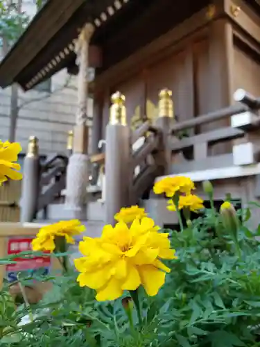 高円寺氷川神社の自然
