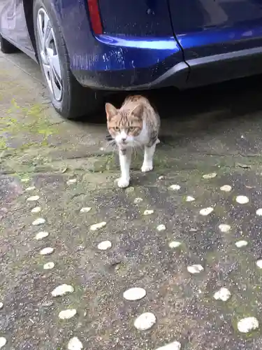 玉野御嶽神社の動物