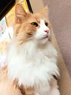 駒込妙義神社(東京都)