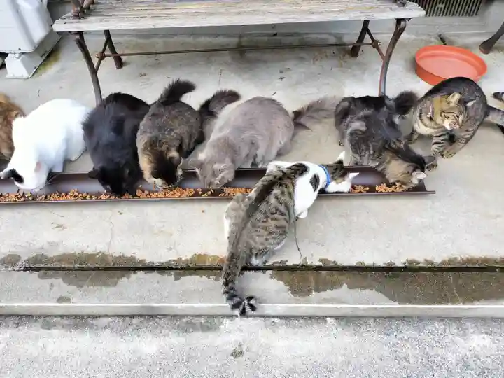 御誕生寺(猫寺)(福井県)