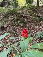 有子山稲荷神社の自然