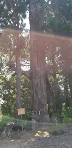 熊野那智神社の自然