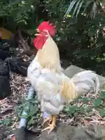 谷保天満宮の動物