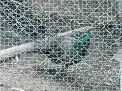 進雄神社の動物