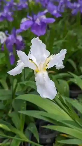 得浄明院（善光寺別院）(京都府)