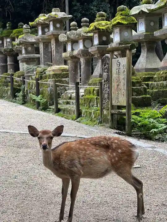 春日大社の動物