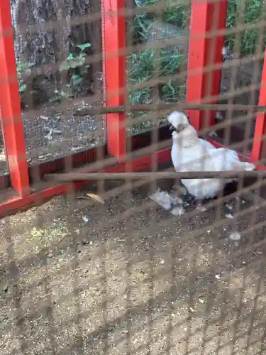 田無神社(東京都)