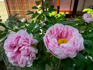 御霊神社(奈良県)(2025年04月12日(土) 10時45分02秒投稿)