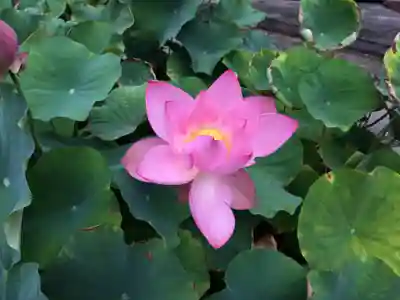 富貴寺(大分県)