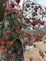 波豆八幡神社の自然