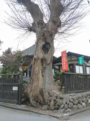 今宮坊(埼玉県)