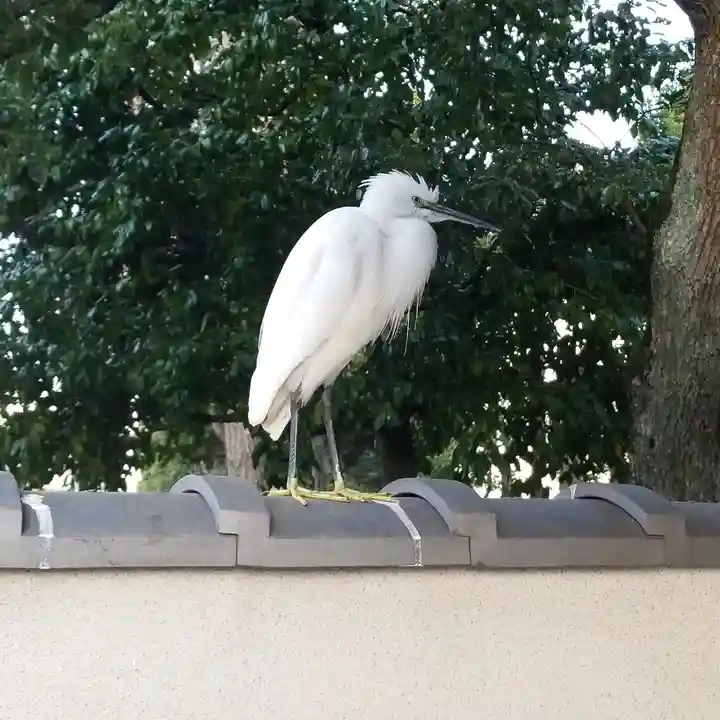 駒止稲荷神社の動物