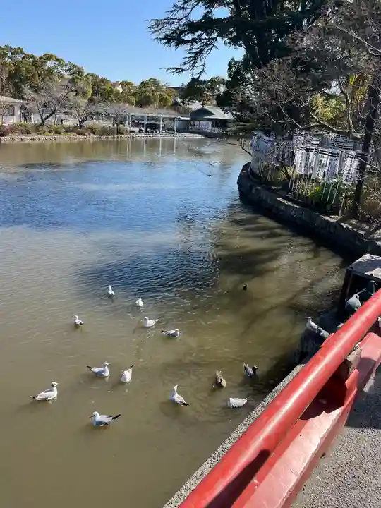 鶴岡八幡宮の動物