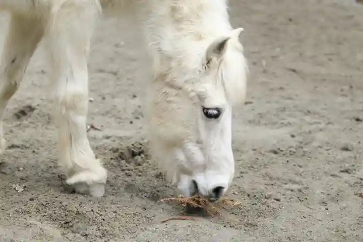 丹生川上神社(下社)の{uncategorized: "未分類", other: "その他", undefined: "問題あり", building: "その他建物", grave: "お墓", sacred_gate: "鳥居", guardian: "狛犬", statue: "像", buddha: "仏像", history: "歴史", nature: "自然", garden: "庭園", animal: "動物", pagoda: "塔", temizu: "手水舎", mountain_gate: "山門・神門", sanctuary: "本殿・本堂", subordinate: "末社・摂社", art: "芸術", scenery: "景色", jizo: "地蔵", ema: "絵馬", goshuin: "御朱印", omikuji: "おみくじ", items: "授与品その他", amulet: "お守り", goshuincho: "御朱印帳", eats: "食事", festival: "お祭り", votive_dance: "神楽", shichigosan: "七五三参", wedding: "結婚式", experience: "体験その他", initially: "初詣", around: "周辺", anti_infection: "感染症対策"}