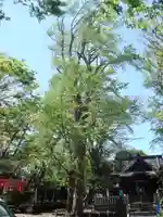 亀岡八幡宮(亀岡八幡神社)の自然
