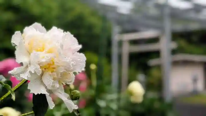金蛇水神社(宮城県)