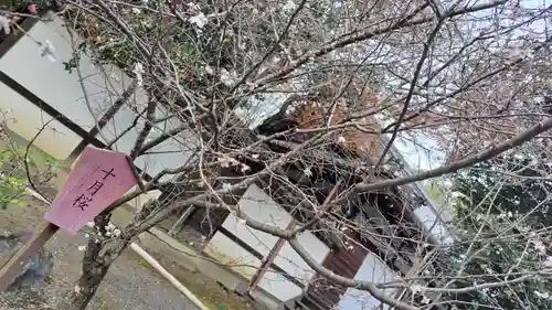平野神社(京都府)