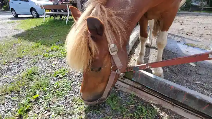 小室浅間神社の動物